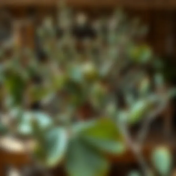 Sustainability and Silk Eucalyptus Sustainable decor featuring silk eucalyptus branches in a rustic setting