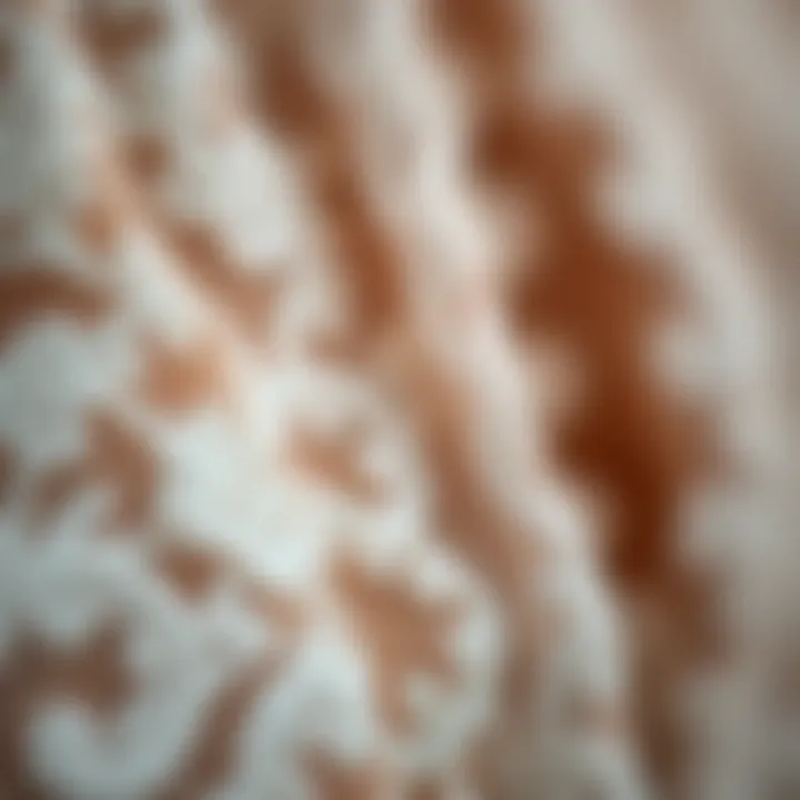 Close-up of lace fabric showcasing texture