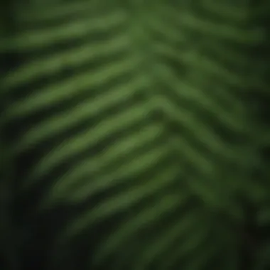 Close-up of the intricate leaf structure of an imitation Boston fern