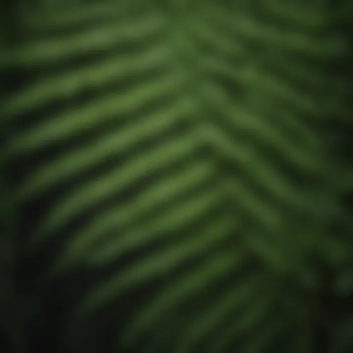 Close-up of the intricate leaf structure of an imitation Boston fern